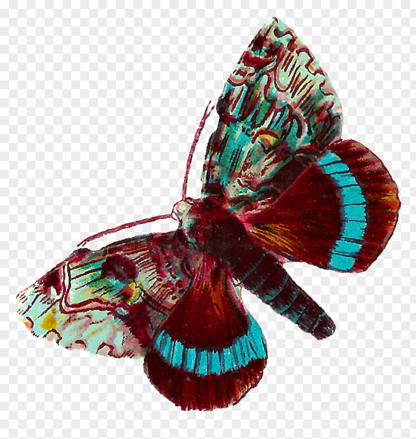 Butterfly Moth Art Clip PNG
