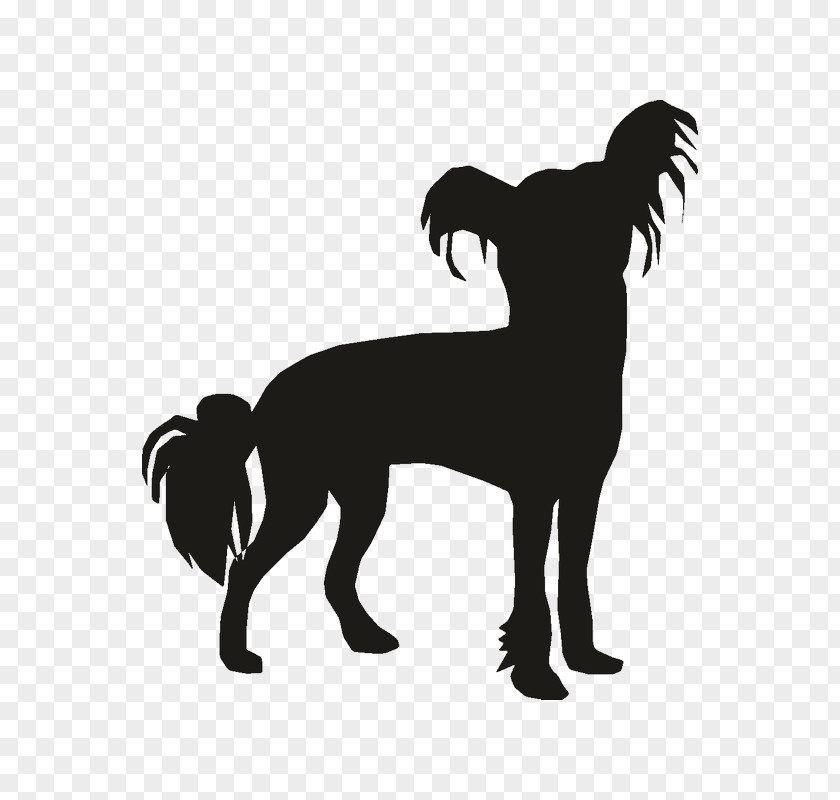 Car Dog Breed Chihuahua Chinese Crested Poodle PNG