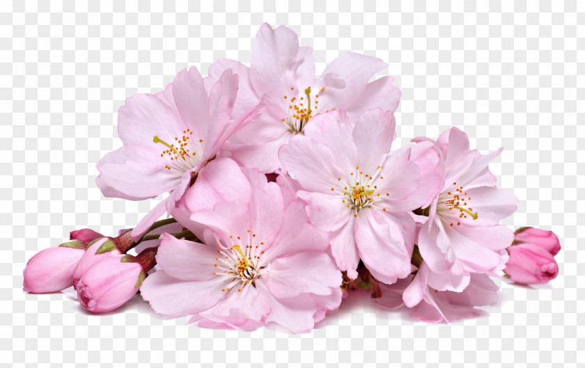 Cherry Blossom Flower PNG