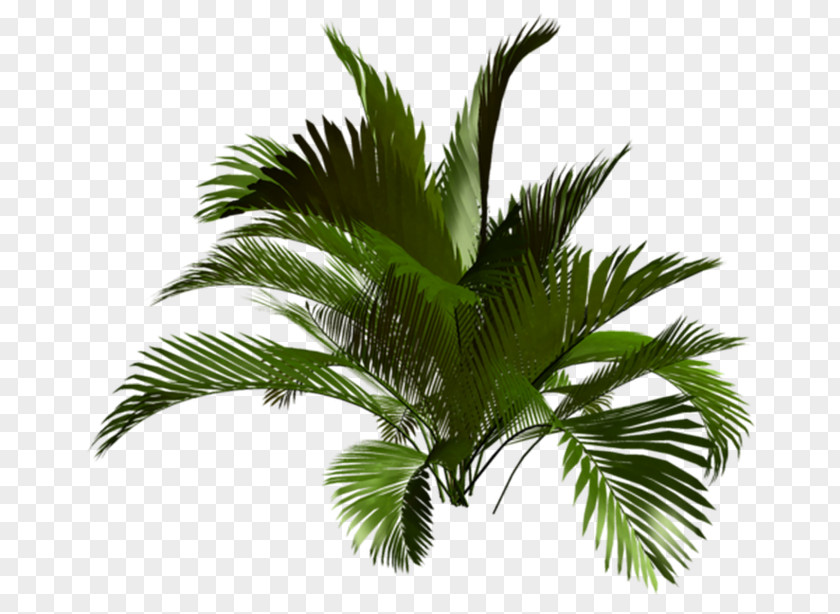 Coconut Asian Palmyra Palm Babassu Oil Palms Vegetation PNG