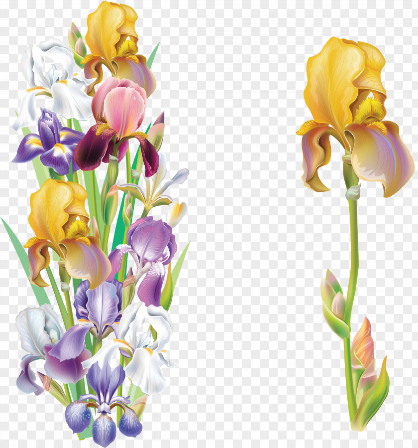 Flower Iris Versicolor Data Set Clip Art PNG