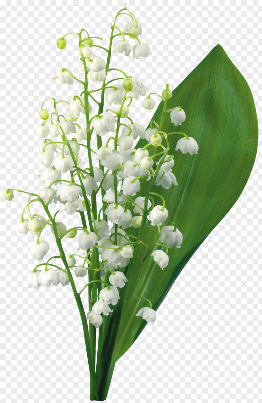 Lily Of The Valley 1 May Flower PNG