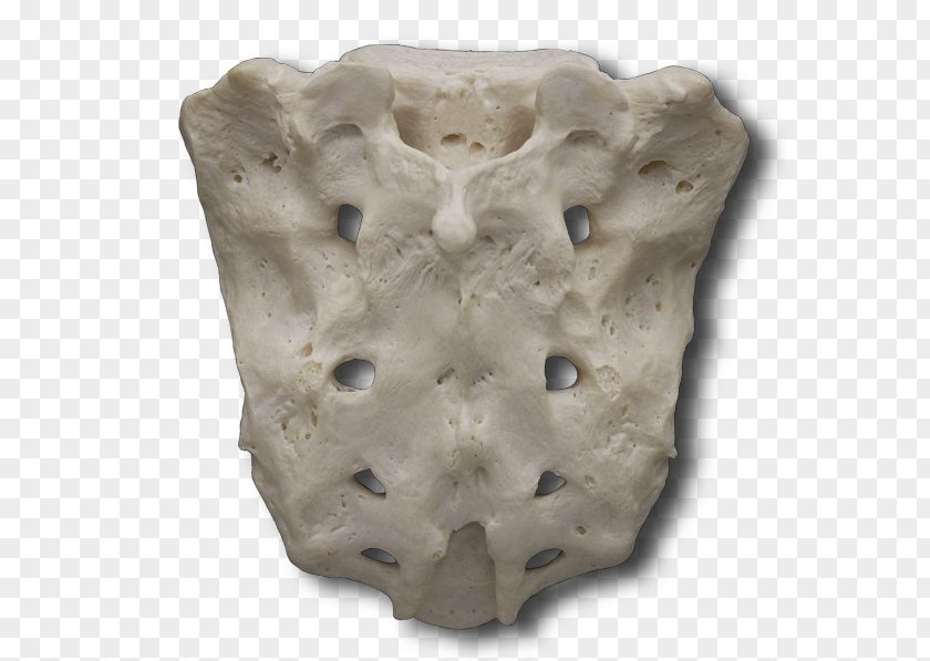 Sacrum Bone Sacral Canal Median Crest Pelvis PNG