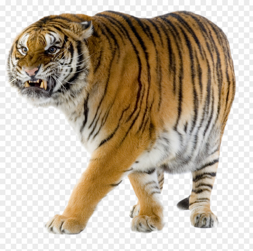 Tiger Siberian Felidae Bengal Cheetah Wildlife PNG