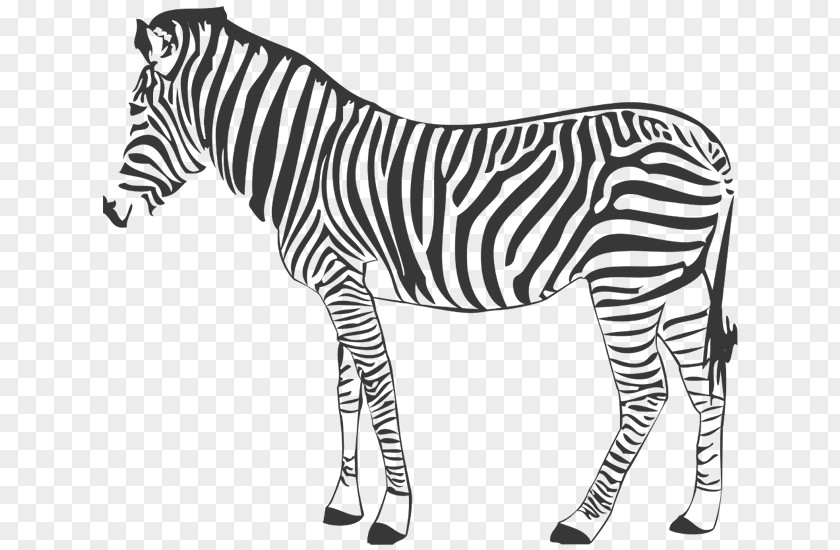 Wall Decal Quagga Mountain Zebra Horse Photography PNG