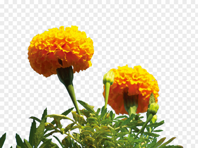 Yellow Marigold Flower Mexican PNG