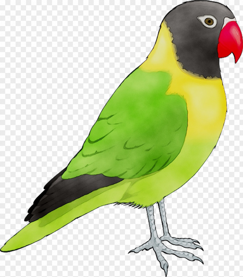 Budgerigar Lovebird Parrot Macaw PNG