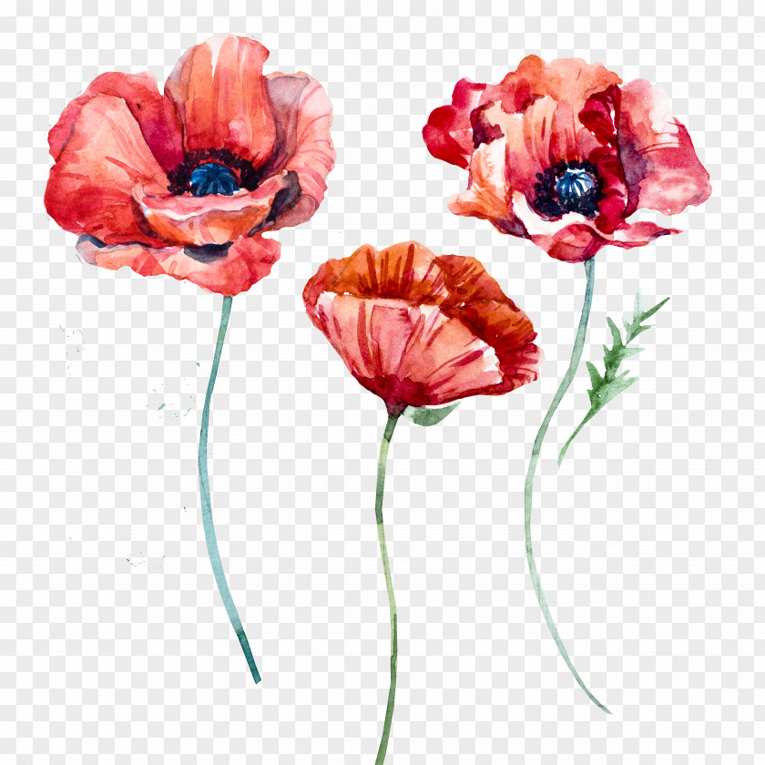 Watercolor Poppies Poppy Flowers PNG
