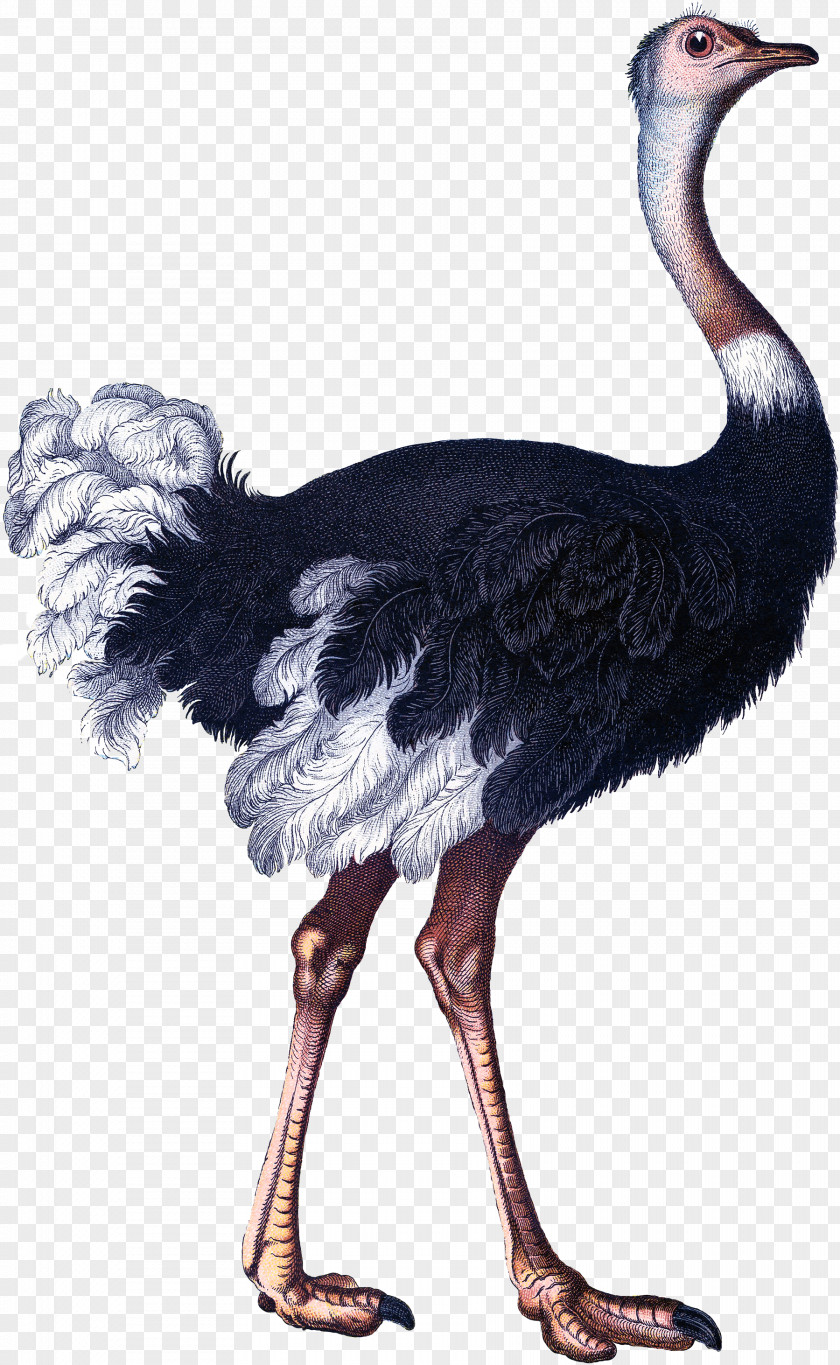 Ostrich Bird Somali Paper Illustration PNG