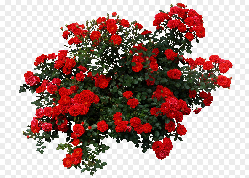 Red Floral Decoration Pattern Rose Shrub Flower Clip Art PNG