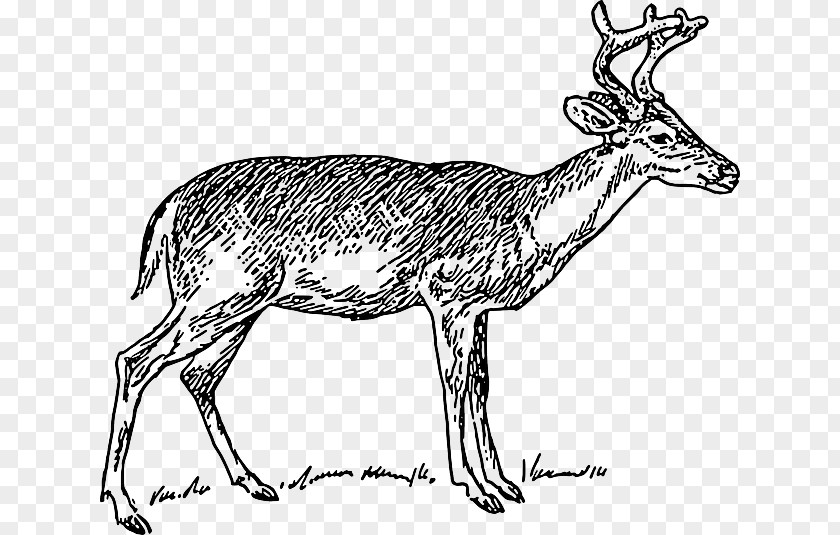 Antler White-tailed Deer Clip Art PNG