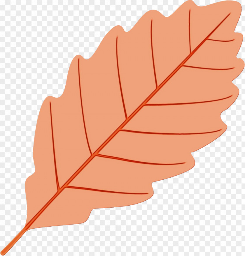 Beech Flower Orange PNG