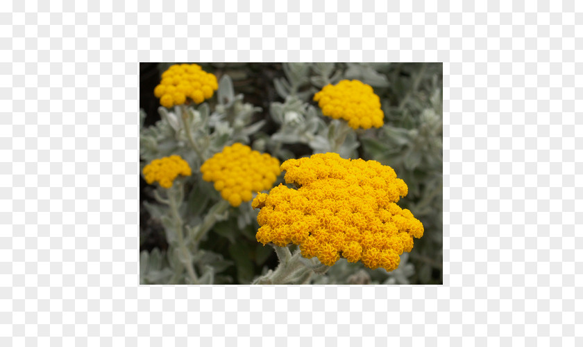 Plant Curry Helichrysum Arenarium Daisy Family Oil PNG