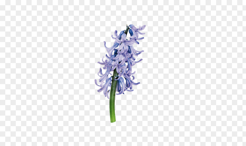 Purple Hyacinth Hyacinthus Orientalis Download Flower PNG