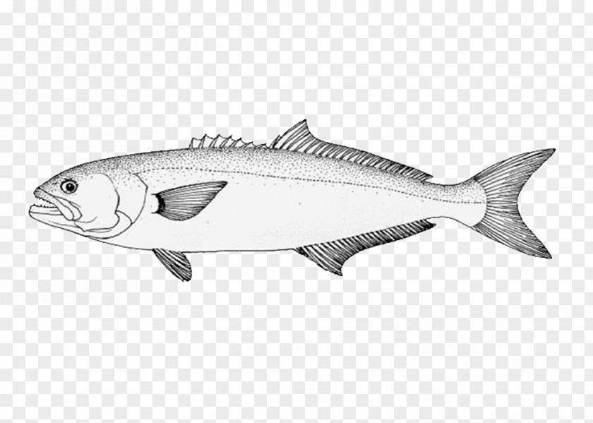 Sardine Bluefish Fishing Mackerel PNG