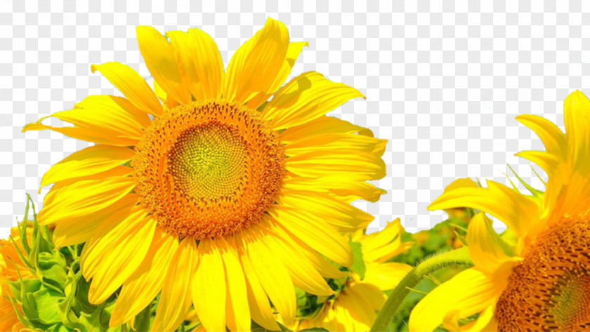 Sunflower Common Android Application Package PNG