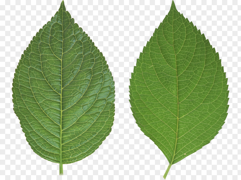 Leaf Clip Art PNG