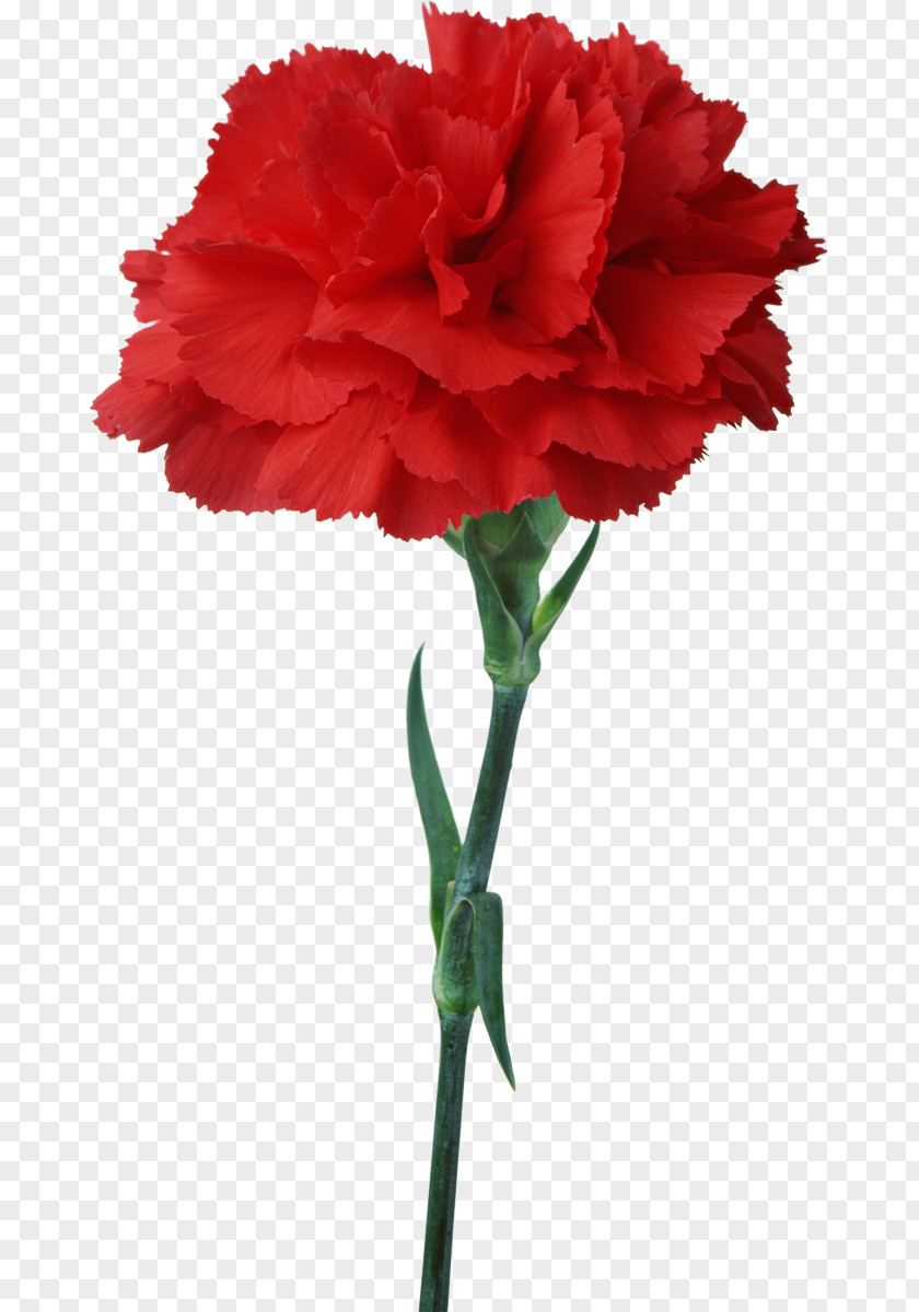 Pepermint Carnation Flower Floristry Red Clip Art PNG
