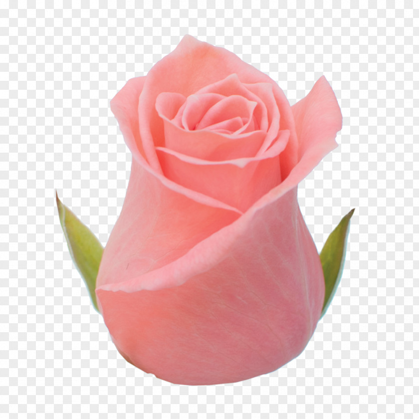 Roza Garden Roses Cabbage Rose Pink Cut Flowers Petal PNG