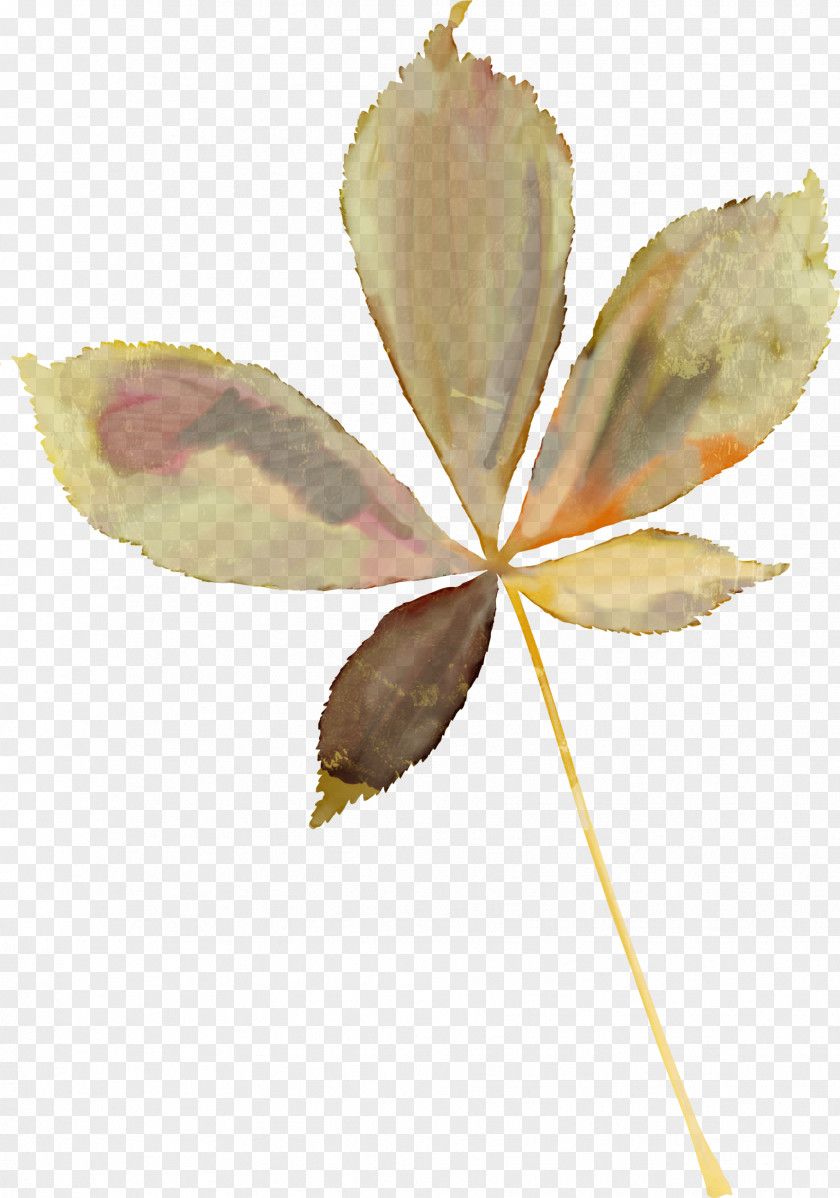 Watercolor Branch Maple Leaf Autumn Leaves Oak Plant Stem PNG