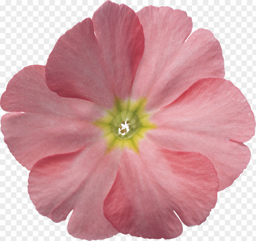 Barometer Flower Desktop Wallpaper PNG