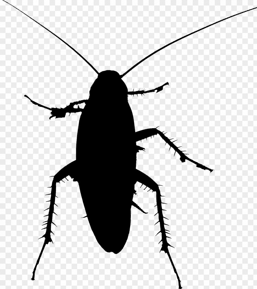 Cockroach Beetle Clip Art Silhouette Membrane PNG