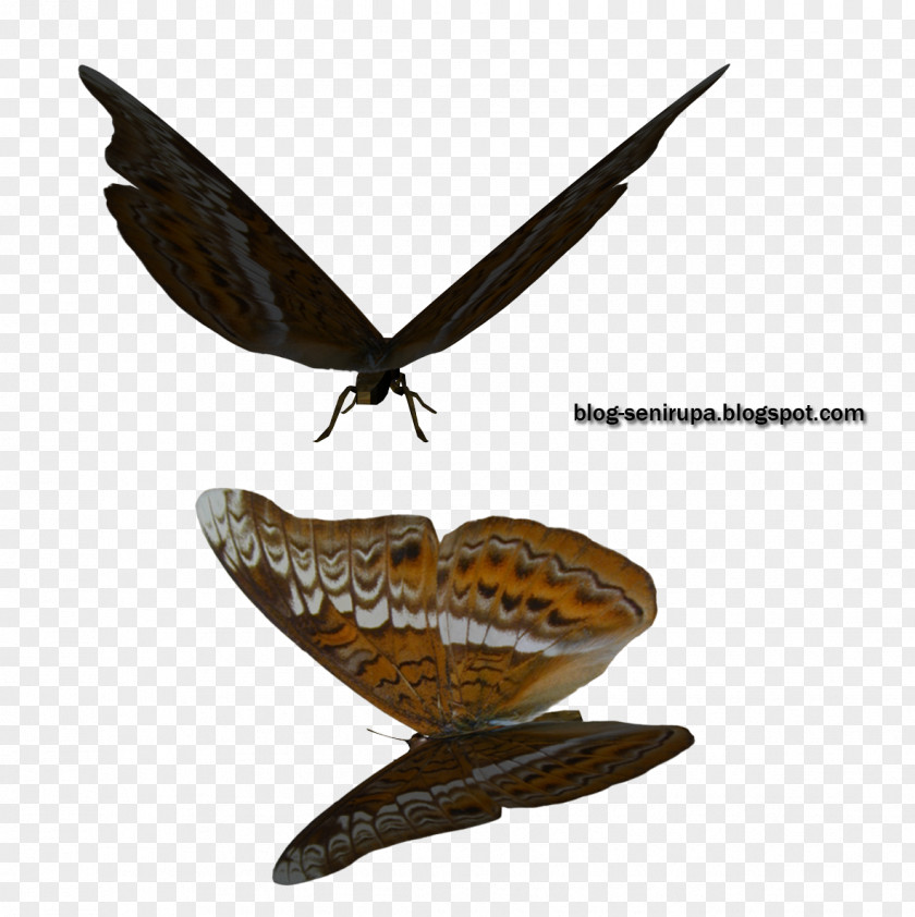 Kupu Butterfly Moth Stock Photography PNG