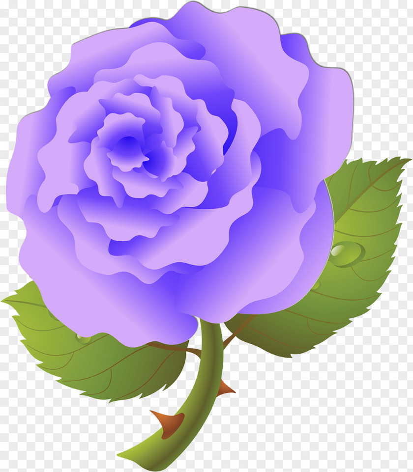 Lilac Centifolia Roses Garden Rosaceae Purple Violet PNG