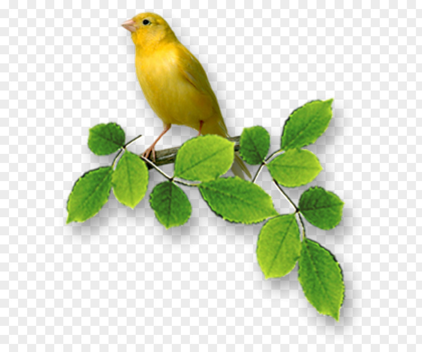 Little Yellow Bird Wish Anniversary PNG
