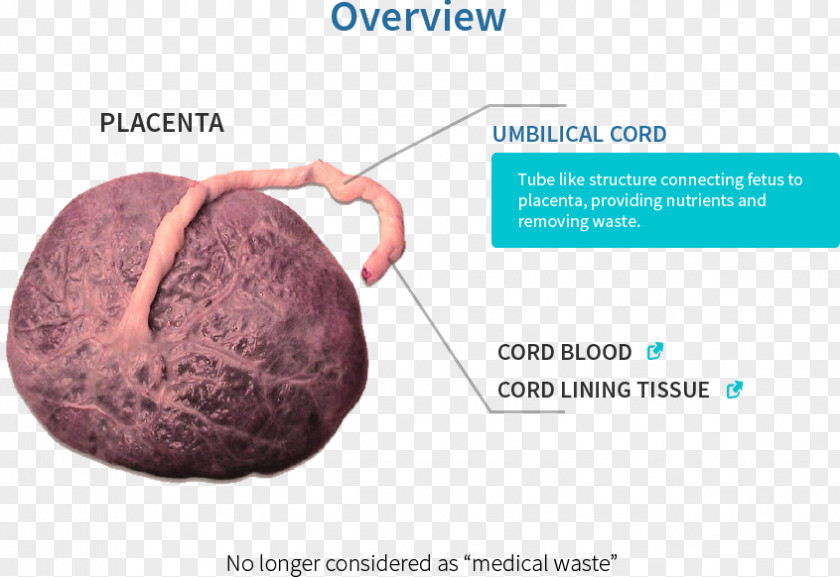 Pregnancy Placental Lactogen Embryology Fetal Circulation PNG