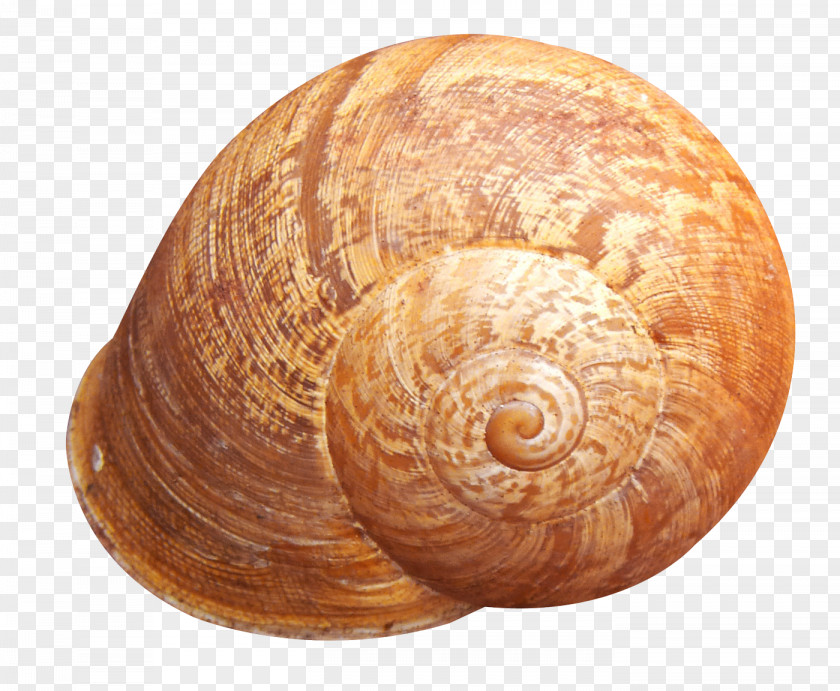 Shell Seashell PNG