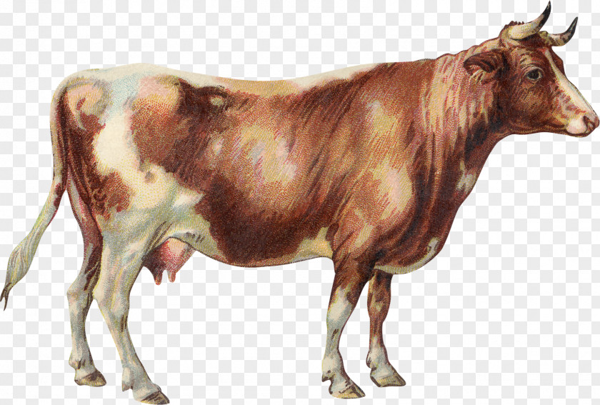 Bull Dairy Cattle Jersey Zebu Lakenvelder English Longhorn PNG