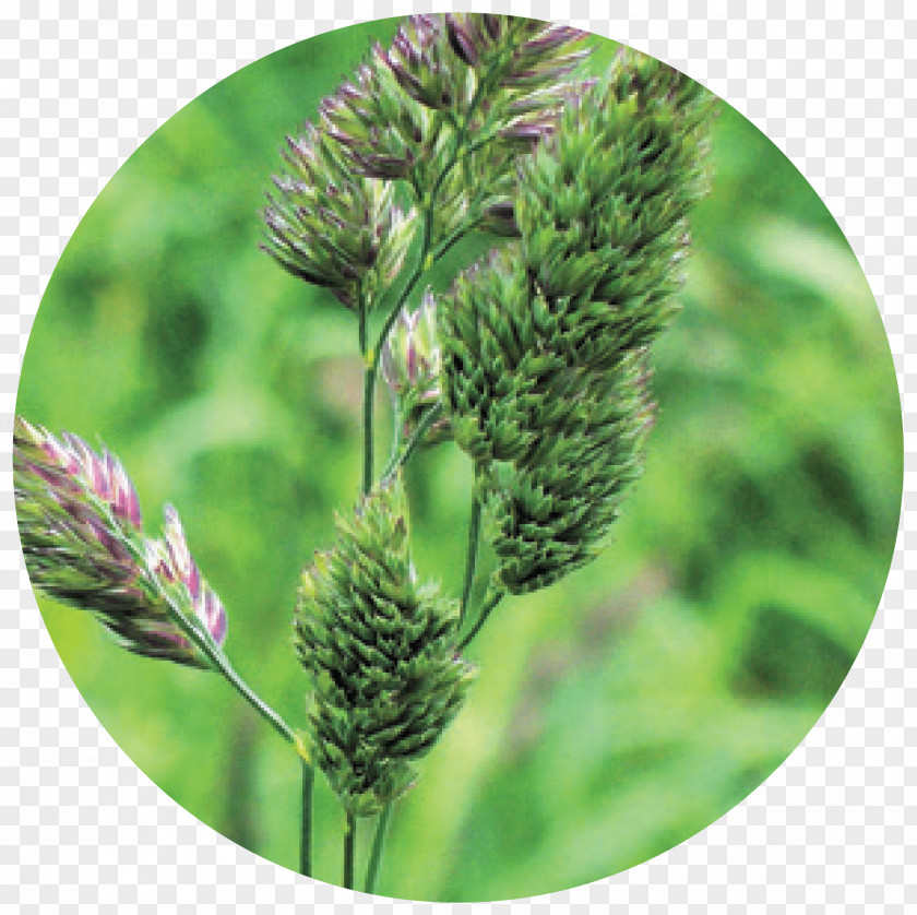Cover Crops Cat Grass Seed Herbaceous Plant Meadow PNG