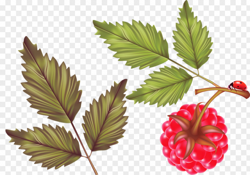 Fresh Raspberries With Leaves Red Raspberry Leaf Fruit PNG