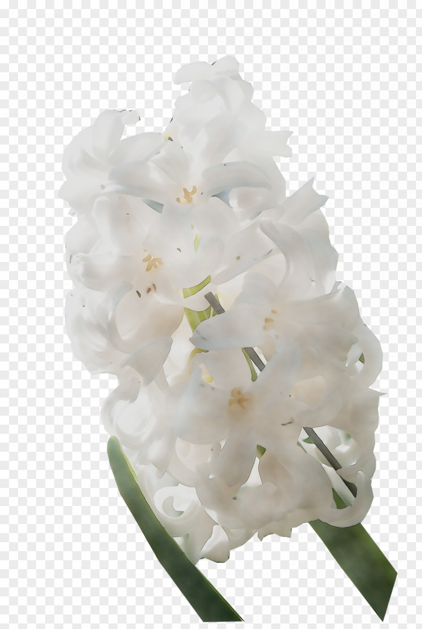 Hydrangea Cut Flowers PNG