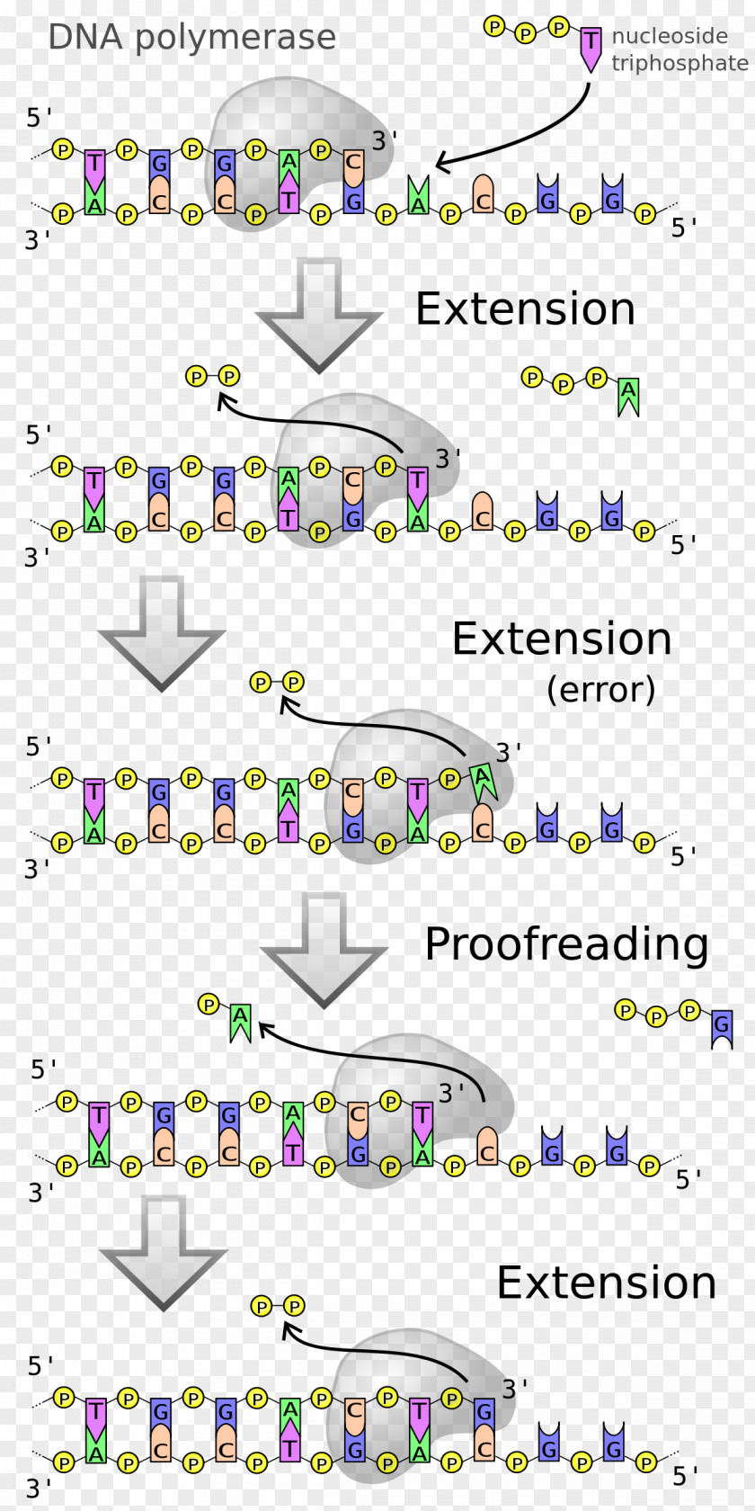 Reversetranscriptase Inhibitor DNA Polymerase Replication Enzyme PNG