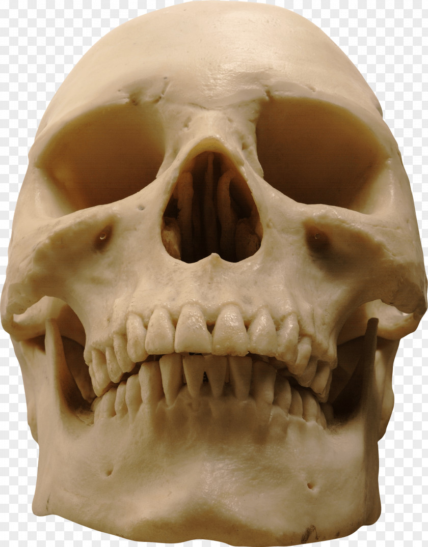 Skull Image Skeleton PNG