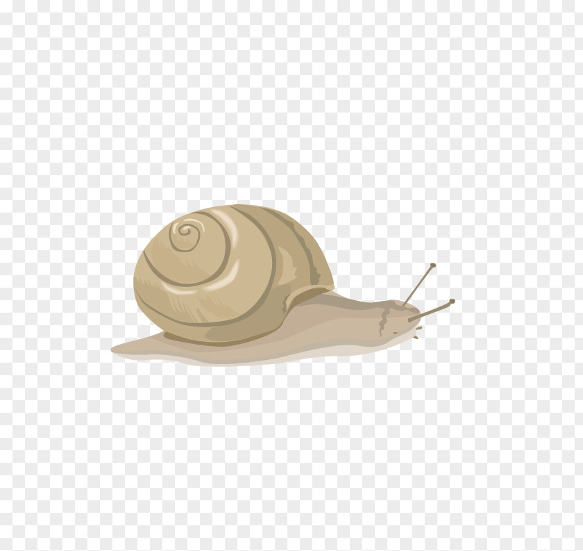 Snails Snail Euclidean Vector Orthogastropoda PNG