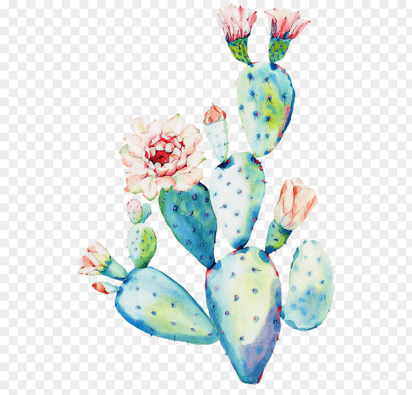 Succulent Plant Cactus PNG