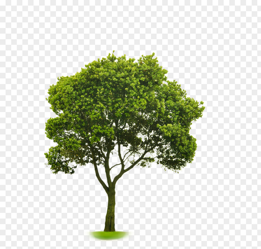 Tree Choosing Small Trees Stock Photography American Sycamore Planting PNG
