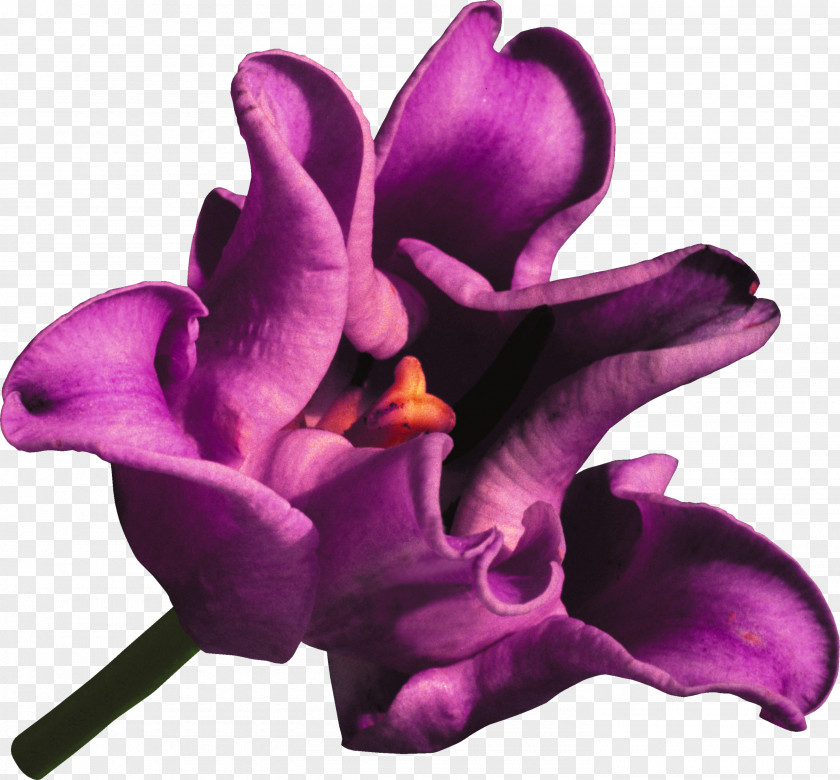 Tulip Flower Lilac Violet Clip Art PNG