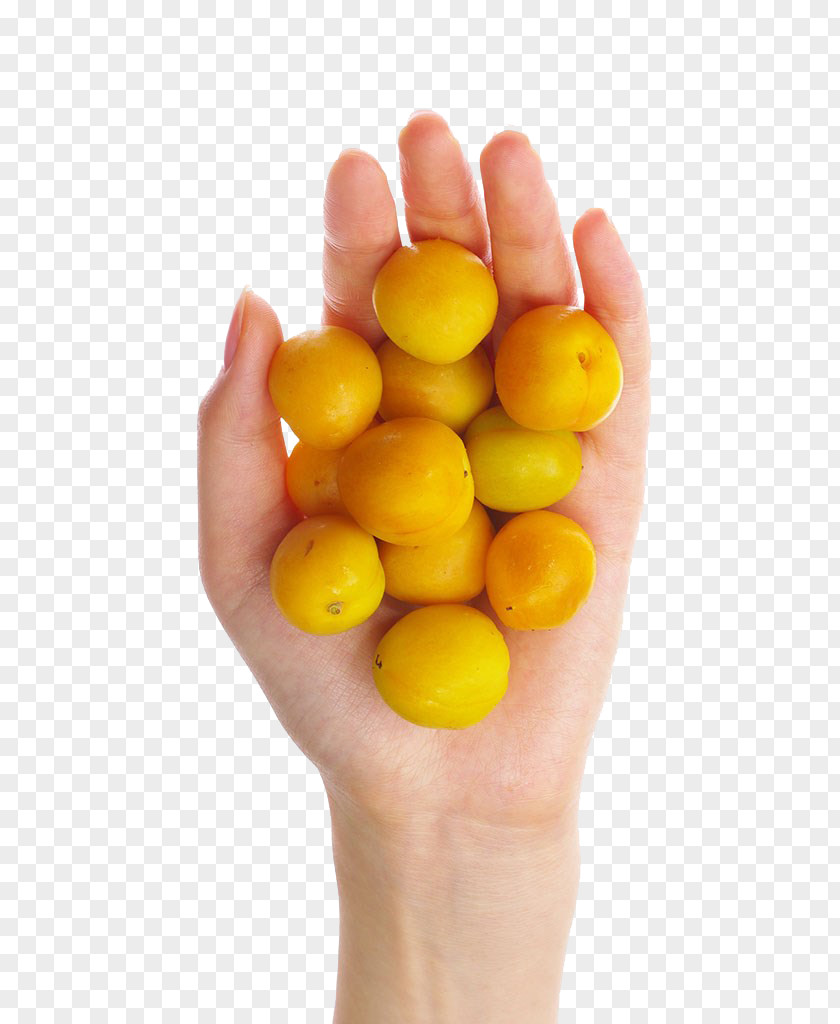 Apricots Download PNG