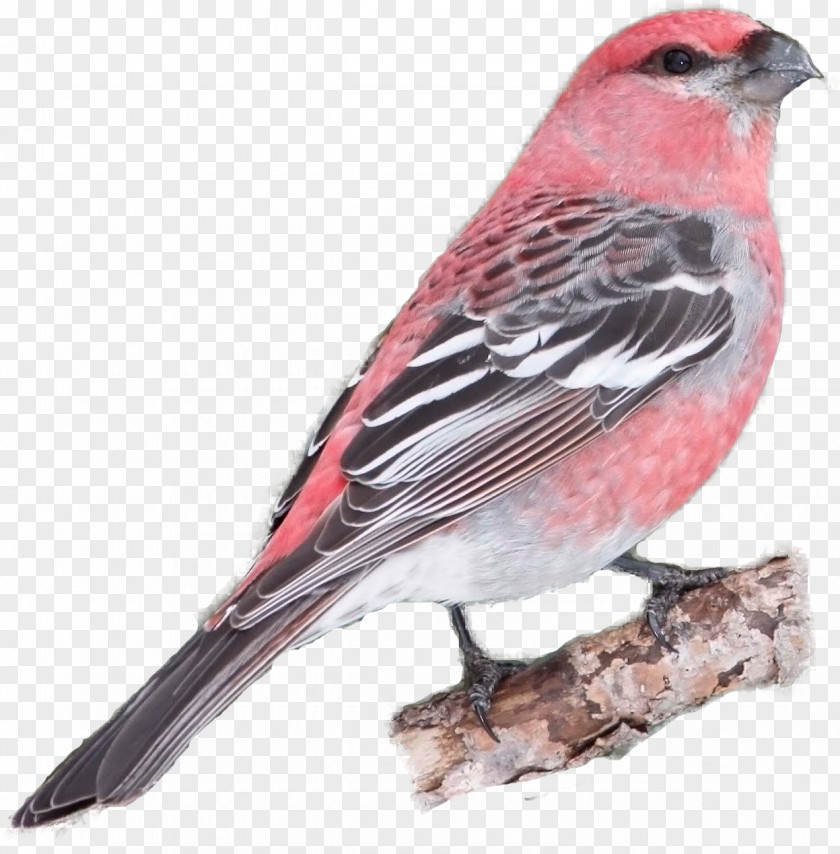 Bird House Finch Sparrow Cockatiel Tanager PNG