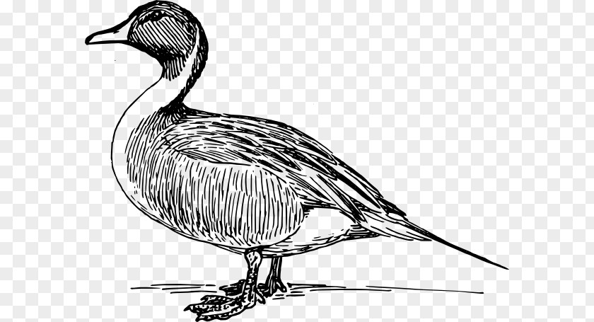 Duck Drawing Mallard Goose Clip Art PNG