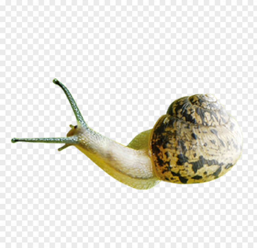 FIG Snail Orthogastropoda PNG