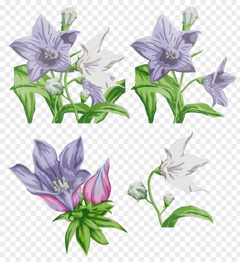 Lavender PNG