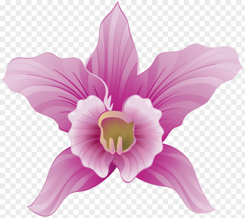 Orchid Clipart Image File Formats Lossless Compression PNG