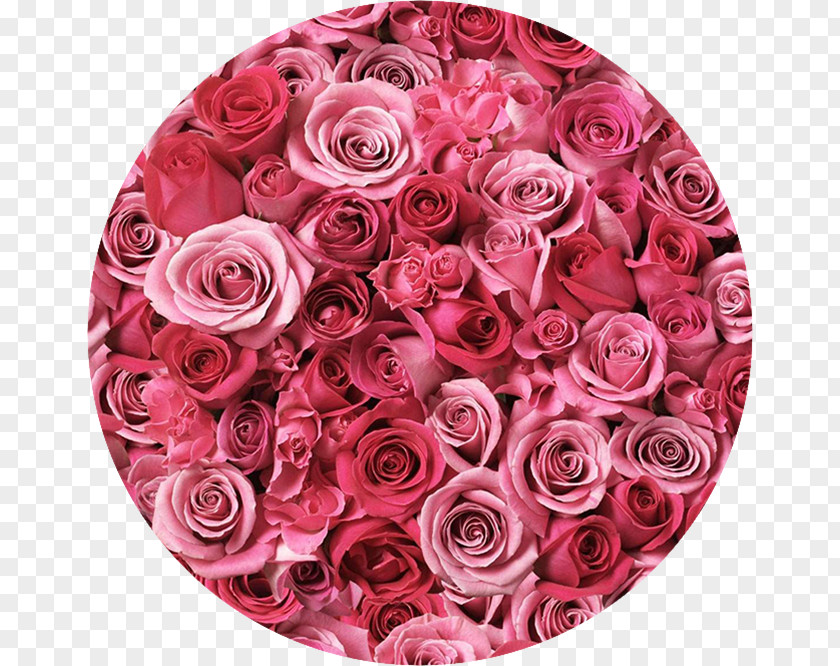 Roses Desktop Wallpaper Rose Pink Flowers PNG