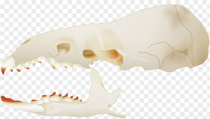 Skull Side Marsh Shrew Greater White-toothed Velociraptor PNG
