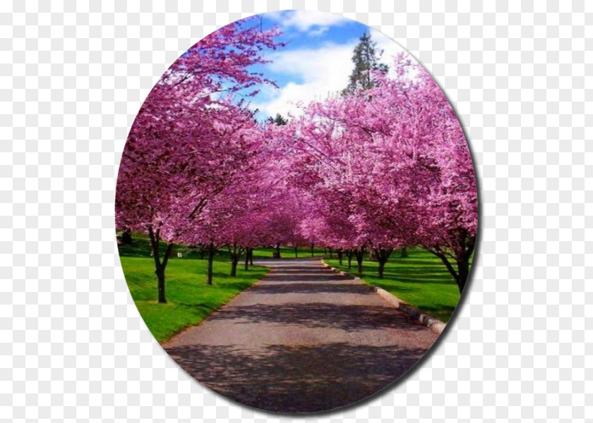 Tree Landscaping Landscape Painting Spring Cherry Blossom PNG